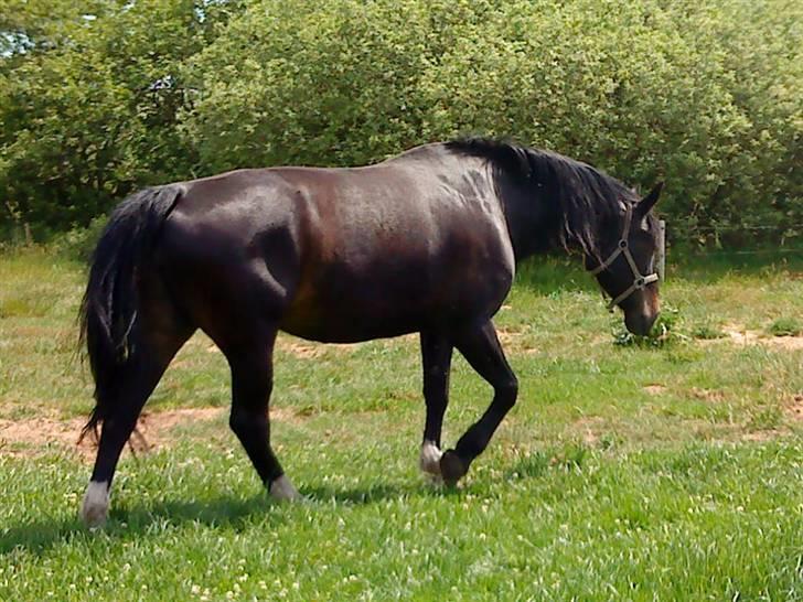 Oldenborg Cille  billede 9