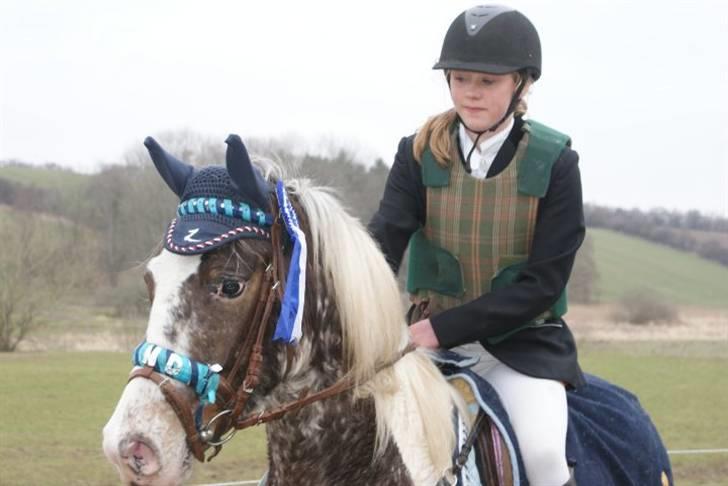 Knabstrupper Indy   - JEG ELSKER DIG. billede 4