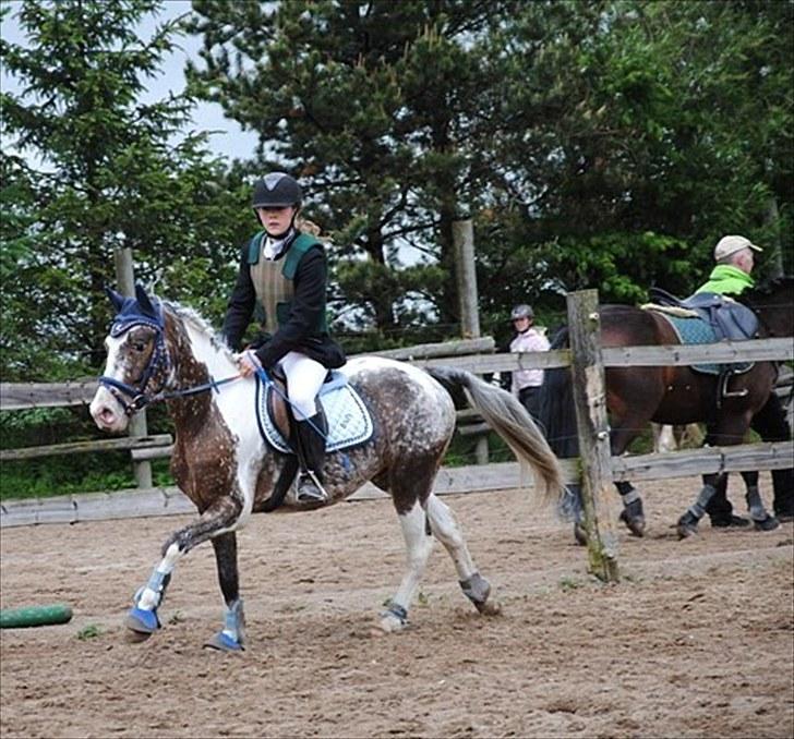 Knabstrupper Indy   - JEG SAVNER DIG. billede 5