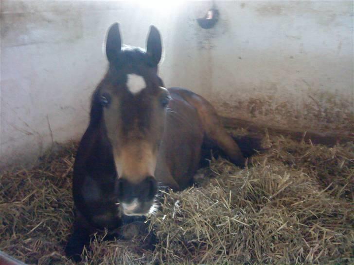 Connemara Fleur - Min lille prinsesse<3 billede 2