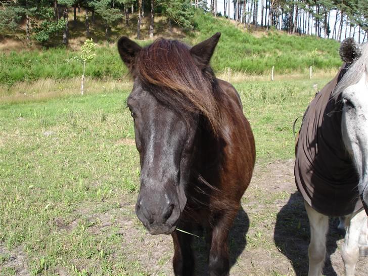Islænder Blakkur frá Landeyjum billede 6