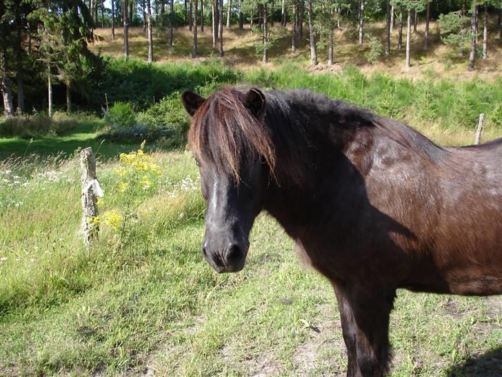 Islænder Blakkur frá Landeyjum billede 7