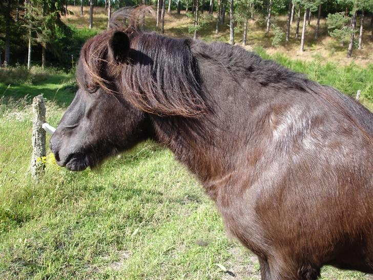 Islænder Blakkur frá Landeyjum billede 8