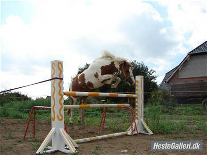 Pinto Lucky (Min bedste ven forevigt) - Lucky der springe 90cm billede 9