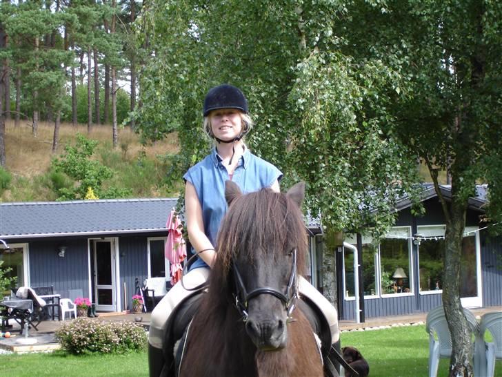 Islænder Blakkur frá Landeyjum billede 14