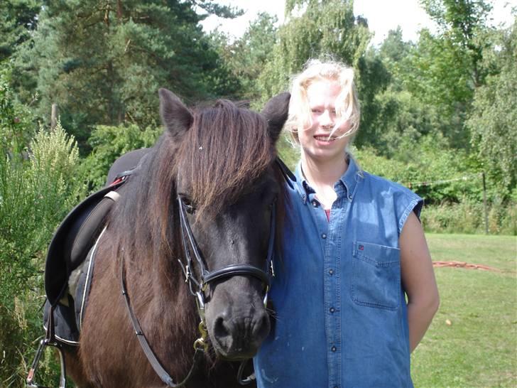 Islænder Blakkur frá Landeyjum billede 16