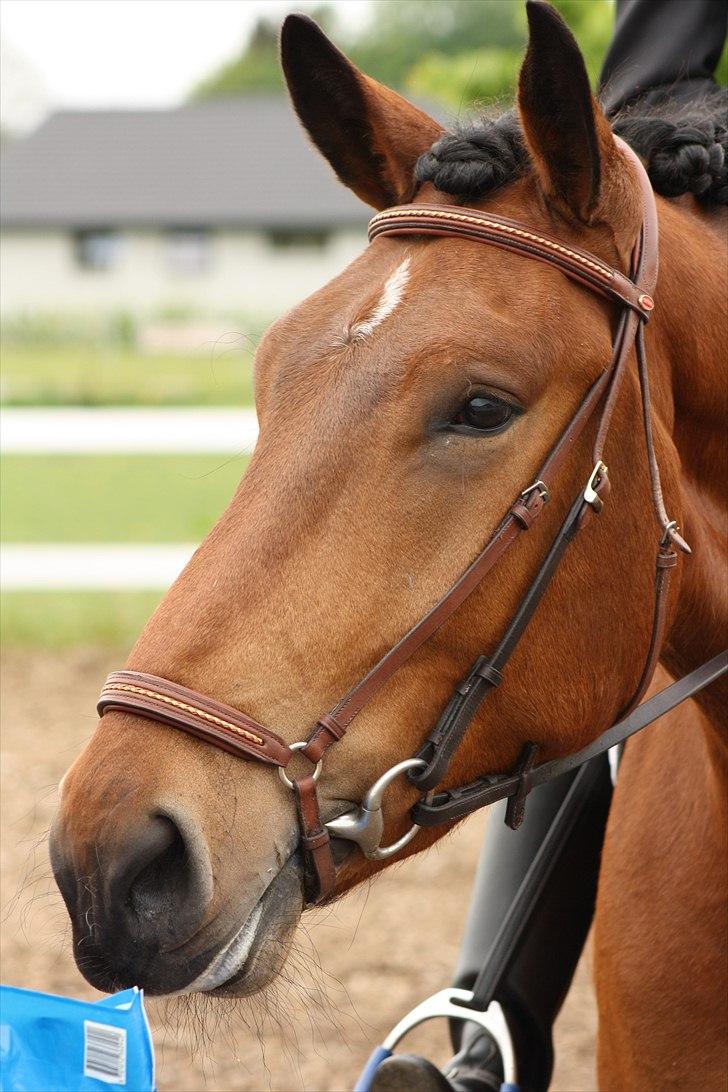 Noriker Bruno Diamant XVI - stævne d. 14 maj. foto mathilde jso billede 1