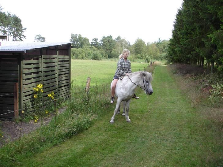 Islænder Gráni frá Seljalandi  - jeg rider Gráni første gang efter 2 år;) billede 10