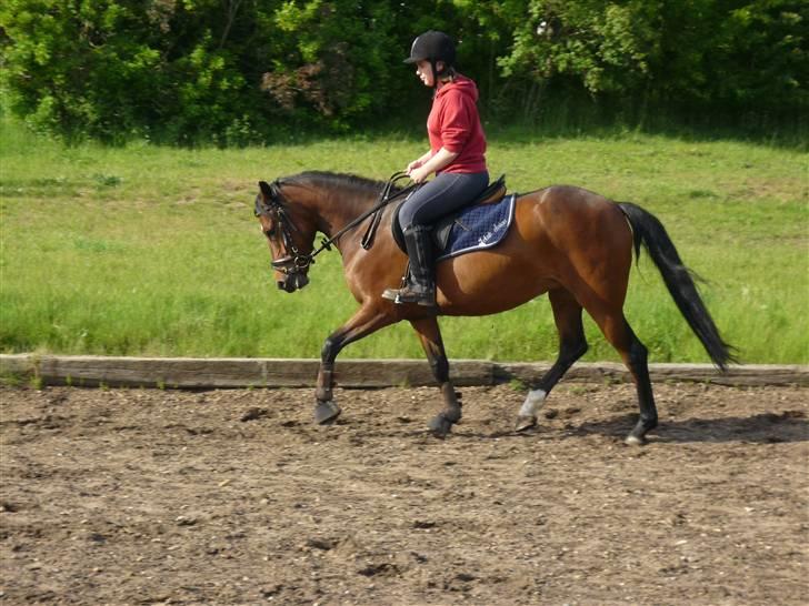 New Forest nyggaardens frigg billede 8