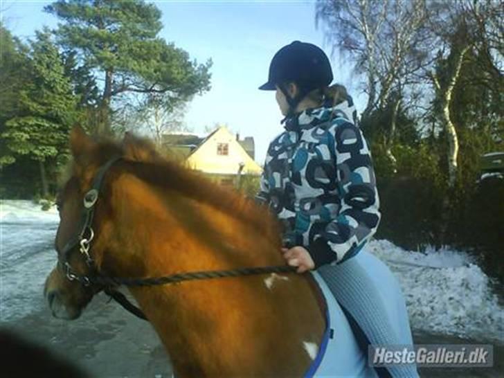 Pinto Jackpot <3 billede 1