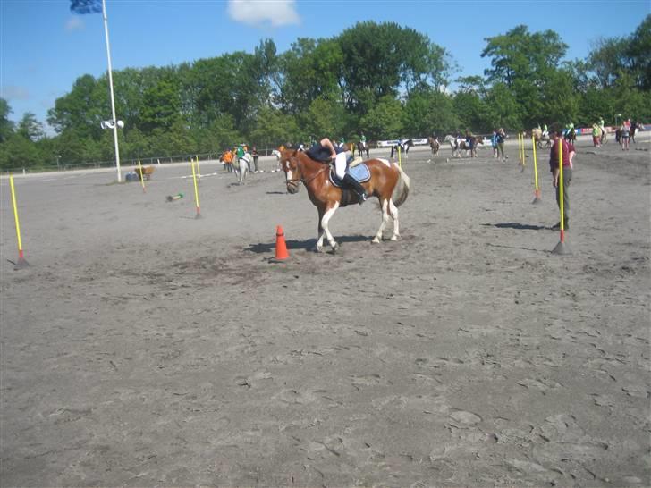 Pinto Jackpot <3 - Til Dm billede 2