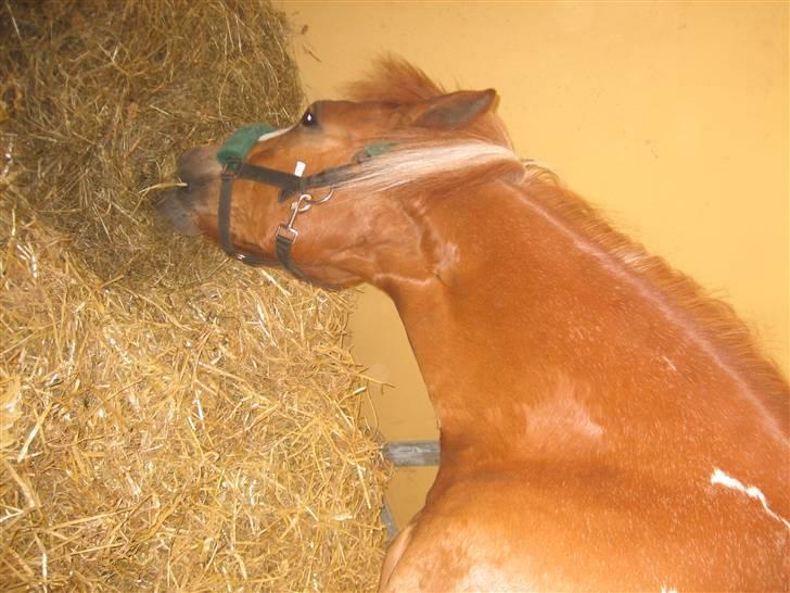 Pinto Jackpot <3 - Efter en laang dag <33 billede 5