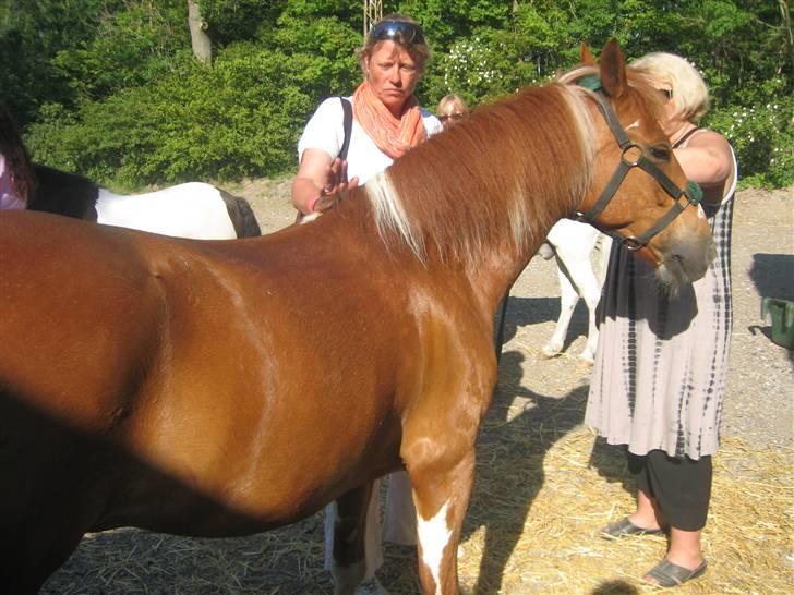 Pinto Jackpot <3 billede 6