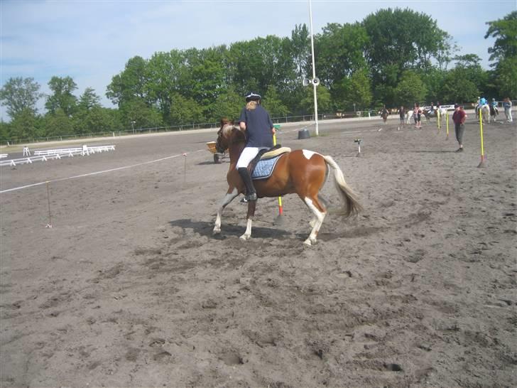 Pinto Jackpot <3 - Dm billede 7