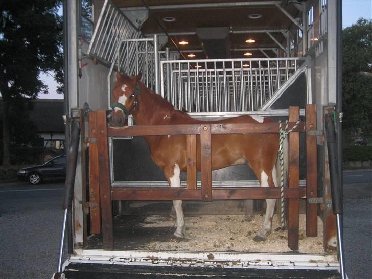 Pinto Jackpot <3 billede 8