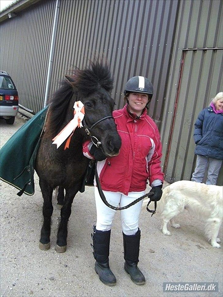 Islænder Gæfa fra Hejelte  - Gæfa fra Hejelte

 Gået LB2 dressur. 
 billede 1