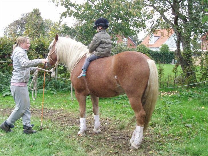 Haflinger SternPrinz - Silas på Fritte billede 1