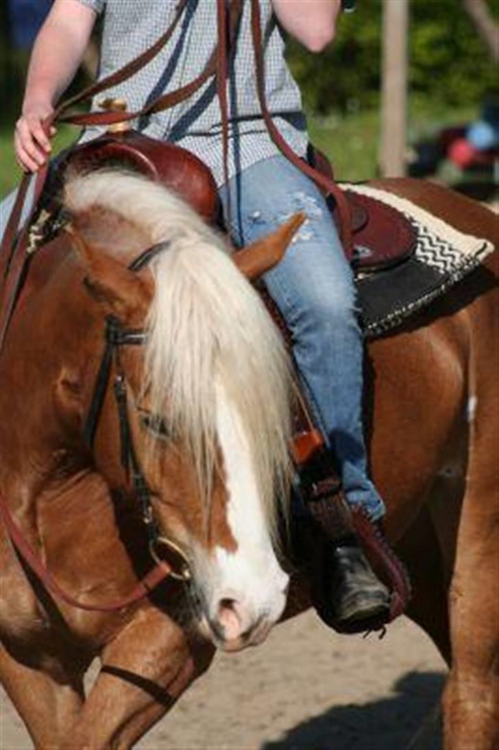 Haflinger SternPrinz - så træner vi lige lidt.... lækker saddel;) billede 2