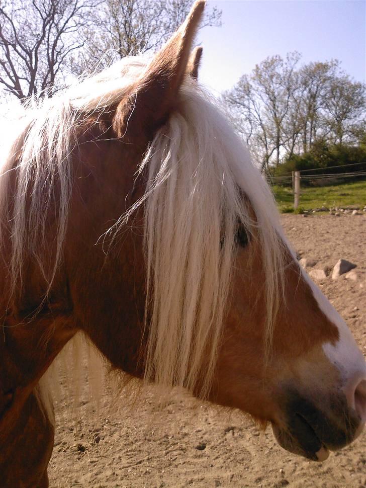 Haflinger SternPrinz - Hov... fik lige øje på noget! billede 4