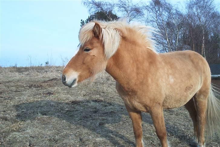 Islænder Sóley - Vinterpels ;D billede 13