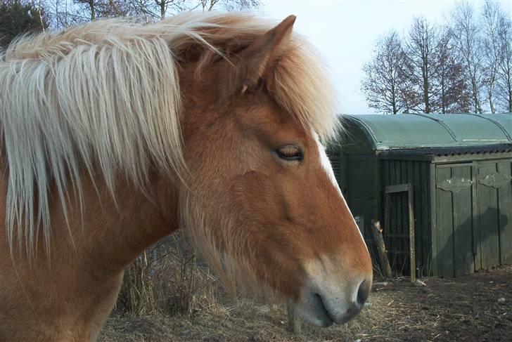 Islænder Sóley billede 14