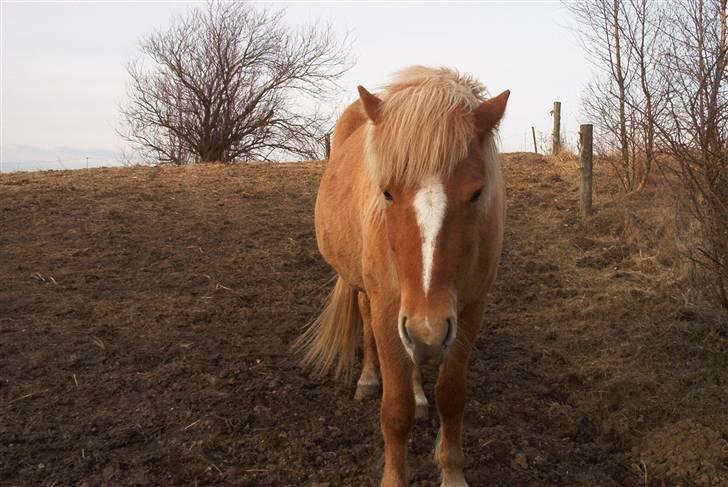 Islænder Sóley billede 15