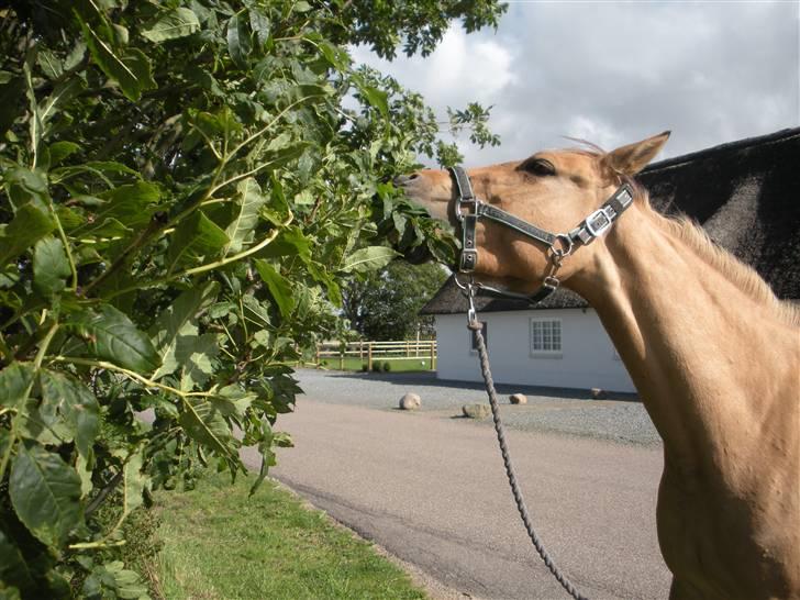 Anden særlig race Karamella SOLGT!  - Velkommen til Karamella´s profil !  billede 1