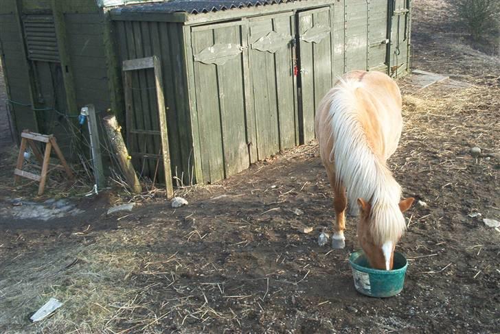 Islænder Sóley billede 17