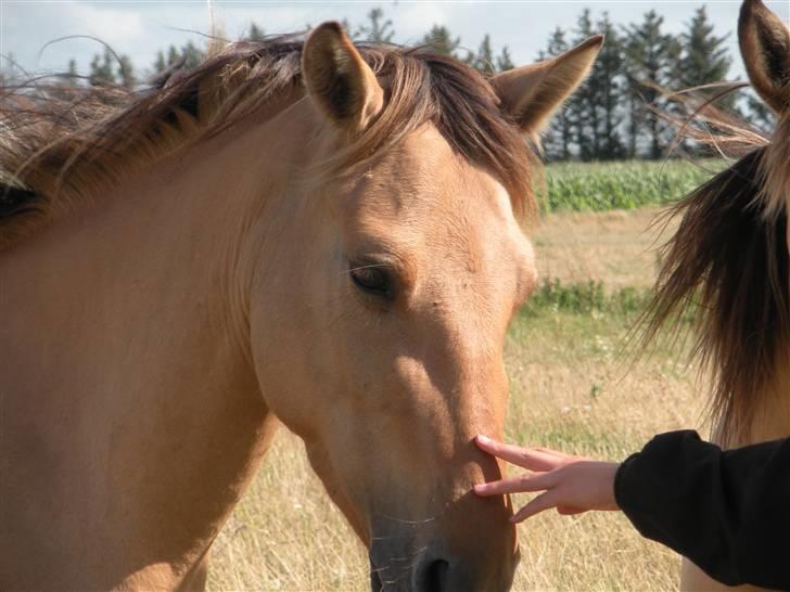 Anden særlig race Karamella SOLGT!  - mine dejlige pony ;)  billede 3