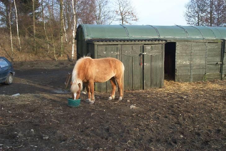 Islænder Sóley billede 18