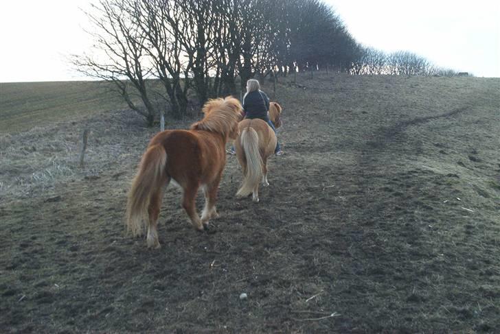 Islænder Sóley billede 19