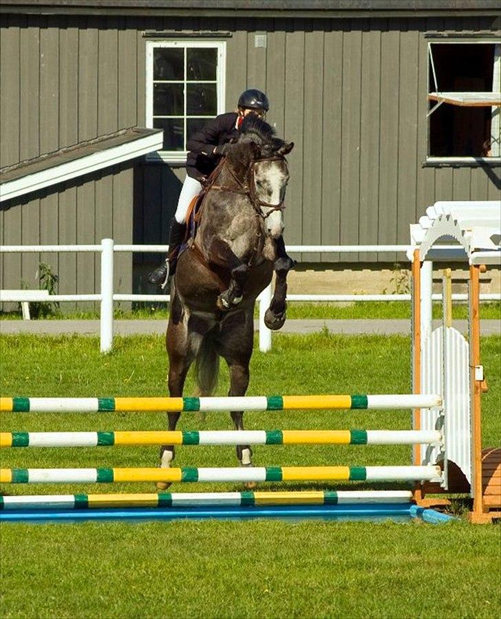 Dansk Varmblod Ågaards Corcentus (Tussi) - Springer vand for første gang. 115 cm sommer 2010 billede 3