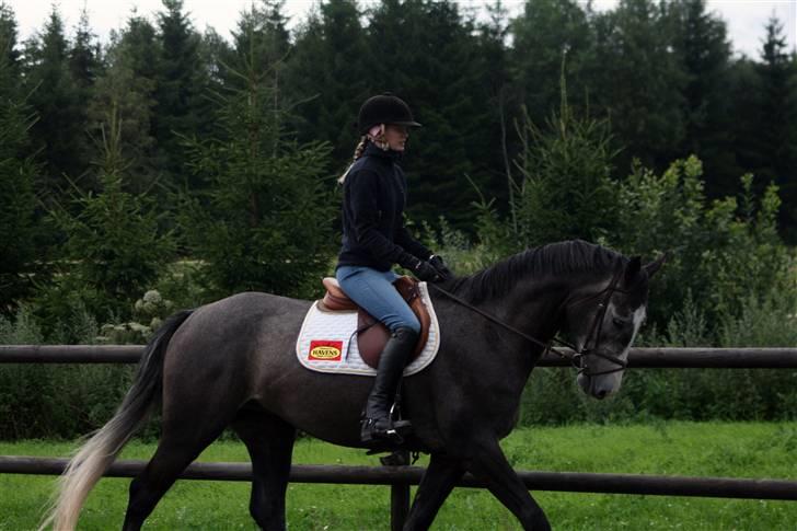 Dansk Varmblod Ågaards Corcentus (Tussi) - Trav på ridebanen den første uge;) billede 4