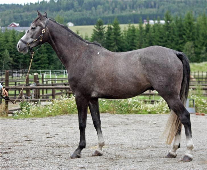 Dansk Varmblod Ågaards Corcentus (Tussi) - Opstillet juli 2009 billede 14