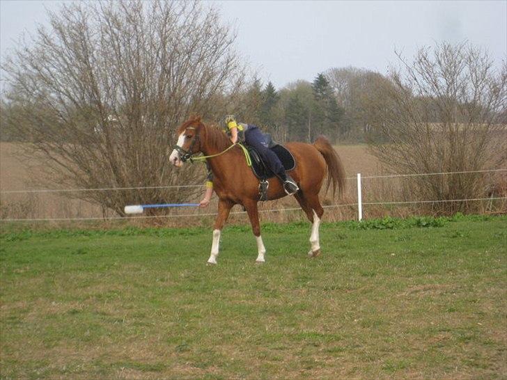 Hollandsk Sportspony Jade<3 Princess <3 :* den bedste himmel hest  billede 7