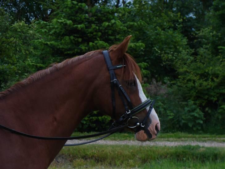Hollandsk Sportspony Jade<3 Princess <3 :* den bedste himmel hest  - smukhed <3<3  billede 9