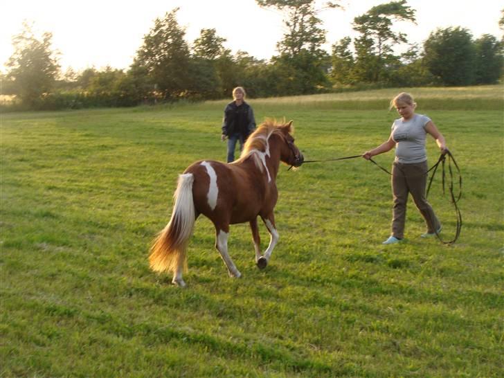 Anden særlig race Laika  billede 13