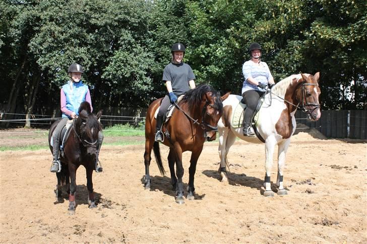 Anglo Araber (AA) Phillip - Lidt hygge på Stals enhjørning billede 7