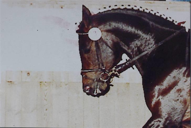 Anglo Araber (AA) Phillip - Mango AA Phillips dejlige far billede 9