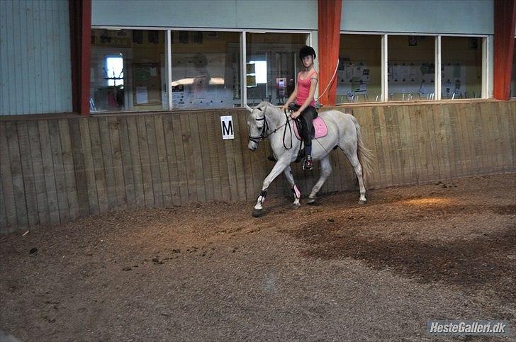 DSP Bona Dea Solgt - Dressur på prinsessen<3 billede 3