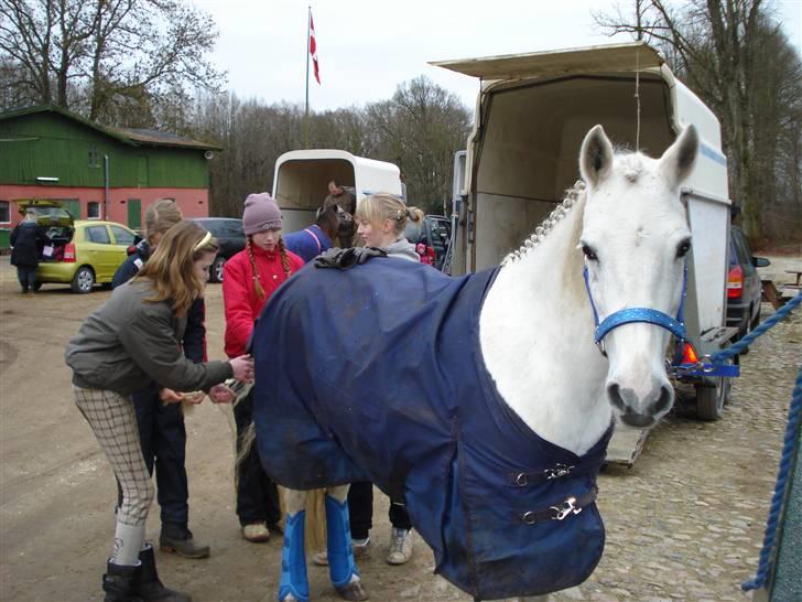 DSP Bona Dea Solgt - Stævne i Dronninglund 2009 billede 15