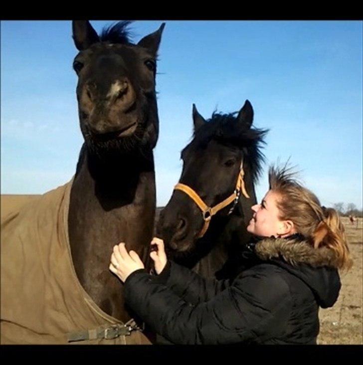 Oldenborg † Cavalcanti (Pony) - Uuh.Skønt at blive kløet. Taget fra video.. billede 3