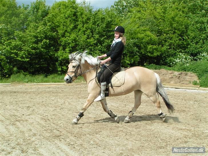 Fjordhest Elaiza - Velkommen til Elaiza´s profil :) I er velkommen til at smide en kommentar :D billede 1