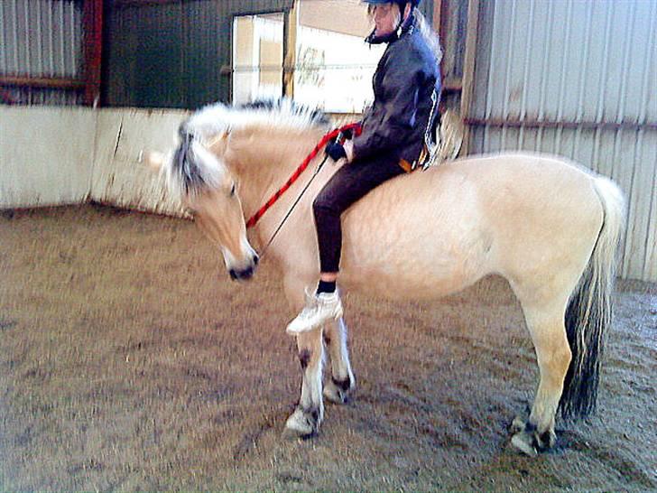 Fjordhest Elaiza - Elaiza der prøver at spise pisken :D - Billede taget af Nelli xD billede 2