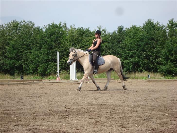 Fjordhest Elaiza - Se hvor fin jeg er ;D Jeg kan øge <3 billede 3