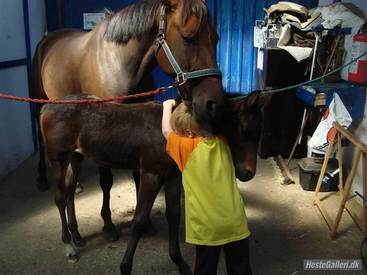 Anden særlig race Himmelhest Nightwish *DRØMMEHESTEN* - her får han lige en krammer af Frederik :) billede 15
