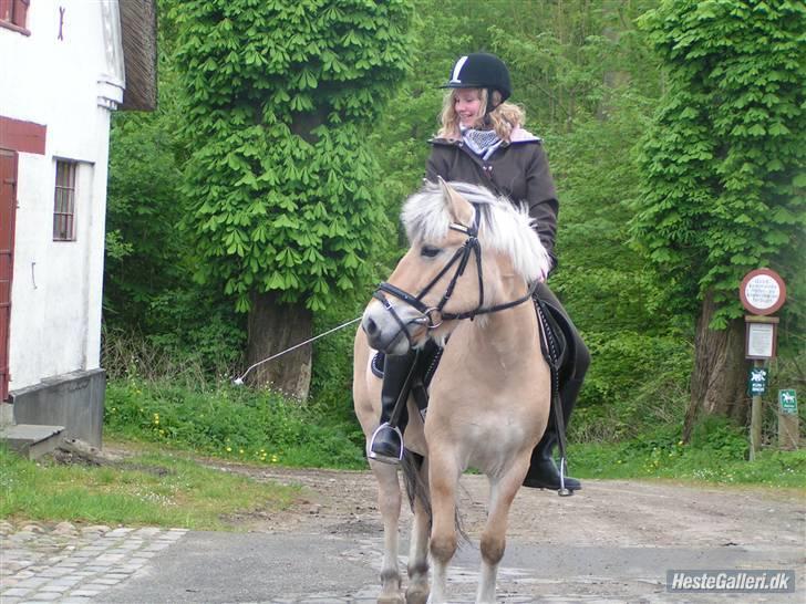 Fjordhest Elaiza - Ska vi ik der ind ??? Det er jo min boks, med mad :D billede 4