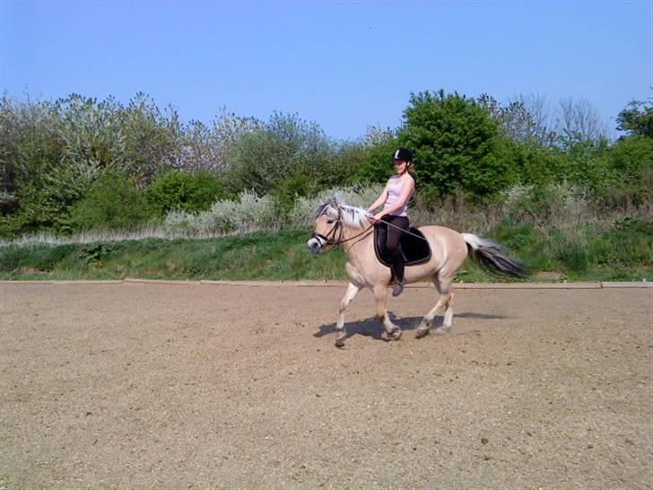 Fjordhest Elaiza - Jaa, Galop ;D billede 5