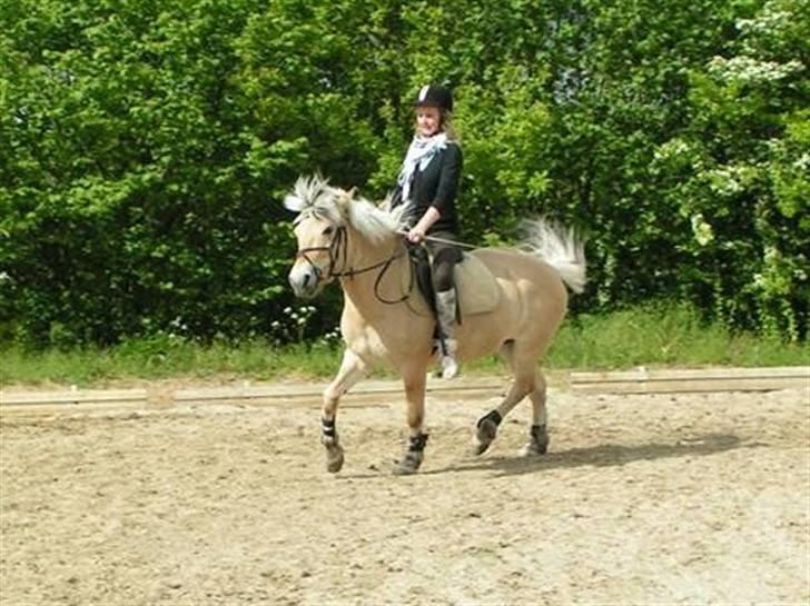 Fjordhest Elaiza - Dejlig dag med solskin :D billede 6