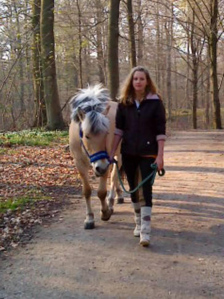 Fjordhest Elaiza - Dejlig skovtur <3 billede 7